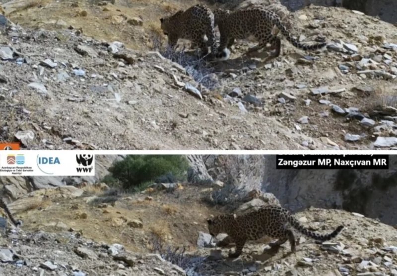 Mother leopard, cubs spotted in Azerbaijan’s Zangezur Park -  VIDEO 