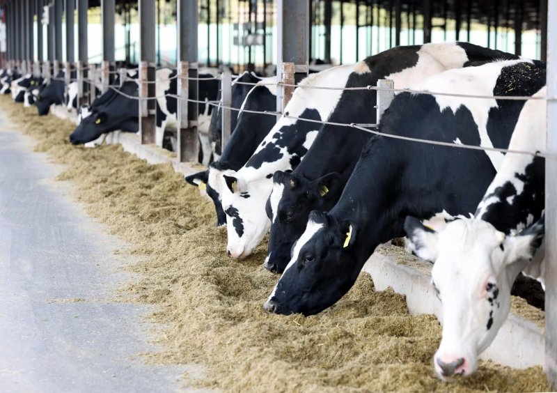 Two Georgian shepherds charged over Dutch farmer’s stolen cattle