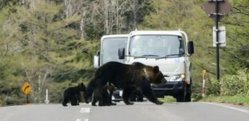Japan deploys troops as deadly bear attacks surge to record levels 