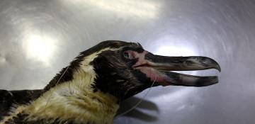 Chile’s Humboldt penguins face sharp decline, scientists warn 