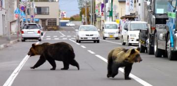 Bear-vehicle collisions in Japan’s Akita hit record high -  VIDEO 