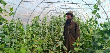 100 greenhouses built in S. Afghanistan 