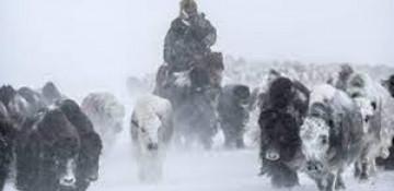 Mongolia issues warning of heavy snow, strong winds 