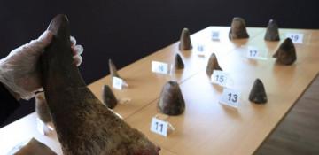 Singapore seizes record 35.7 kg of smuggled Rhino horns from South Africa 