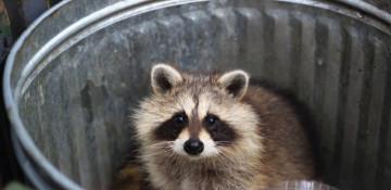 Raccoons showing early signs of domestication, America's next pet 