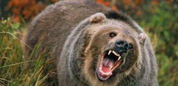 Canada bear attack on students and teachers leaves 11 injured, 2 critically