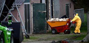 Bird flu detected on poultry farms along Dutch-German border