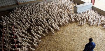 Spain confirms first African swine fever cases since 1994 