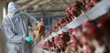 Fifth major bird flu outbreak confirmed in Czech Republic