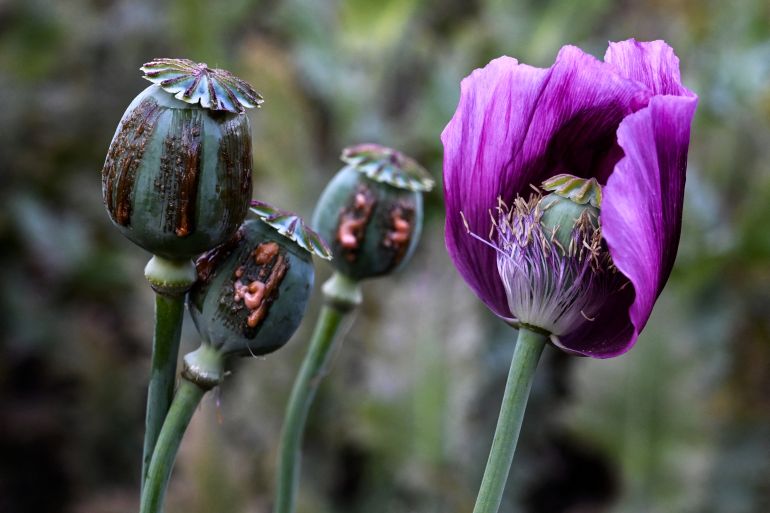 Opium poppy farming in Myanmar hits 10-year high 