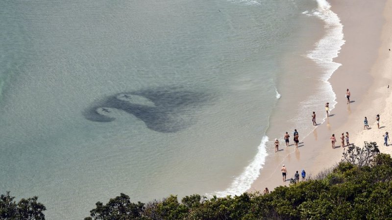 News about - Shark feeding frenzy spotted near shore at Australian beach -  PHOTO 