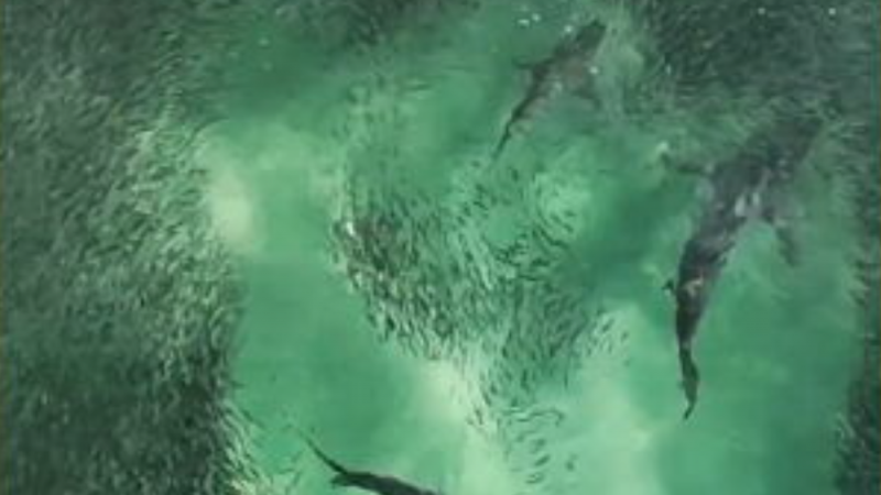 Shark feeding frenzy spotted near shore at Australian beach -  PHOTO 