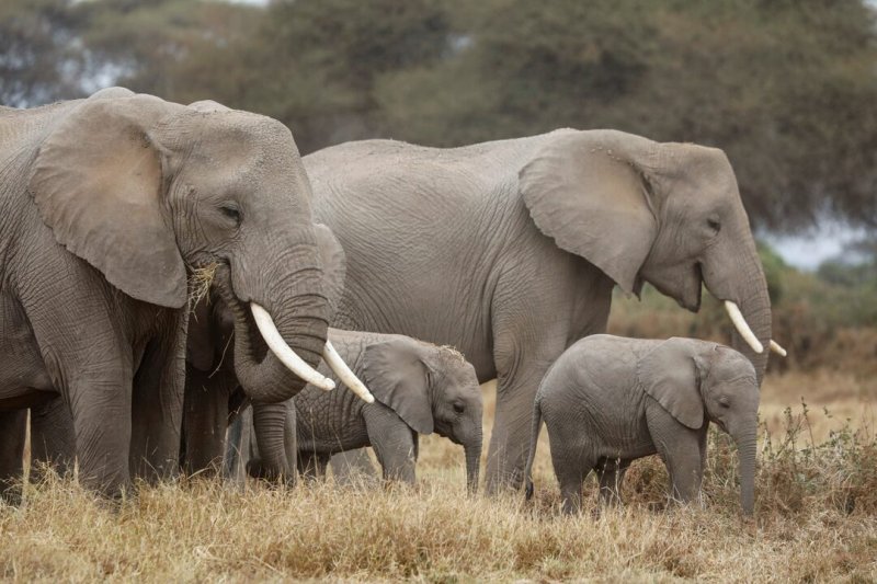 Kenya records increased elephant, rhino populations 