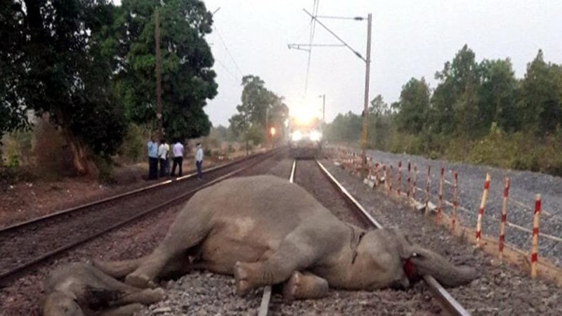 8 elephants killed as Rajdhani Express derails in Assam