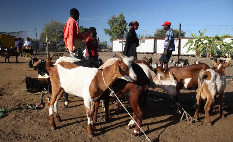 China-Africa cooperation urged to boost livestock sector 