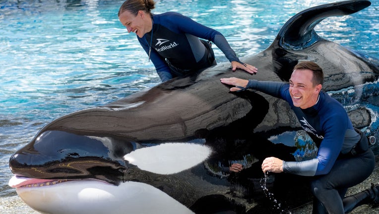 'Beloved' SeaWorld killer whale Katina dies at 50