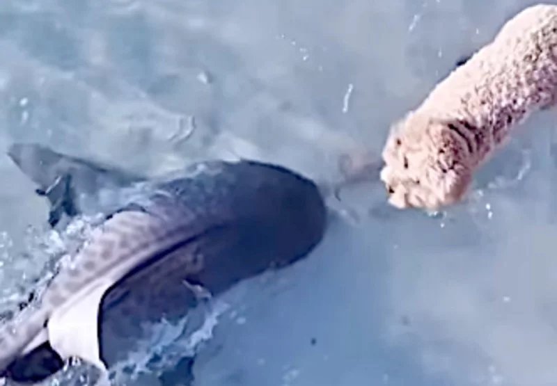 Drone captures shark encounter wth Dog at Perth beach -  VIDEO 