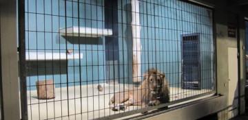 Top cases of zoo killings caused by human intrusions 