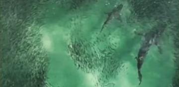 Shark feeding frenzy spotted near shore at Australian beach -  PHOTO 