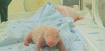 First giant panda cub born in Indonesia -  VIDEO 