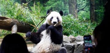 Japan’s last two pandas to be returned to China