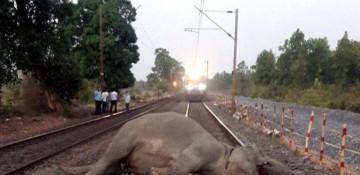 8 elephants killed as Rajdhani Express derails in Assam