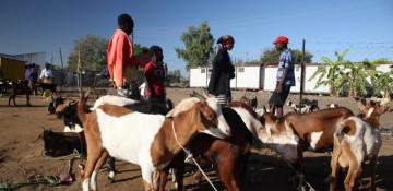 China-Africa cooperation urged to boost livestock sector 