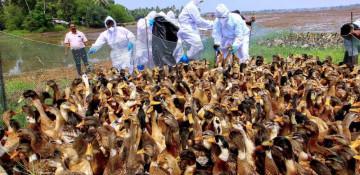 India enforces strict measures after bird flu outbreak in Kerala