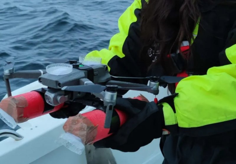 Drones detect deadly virus in Arctic whales