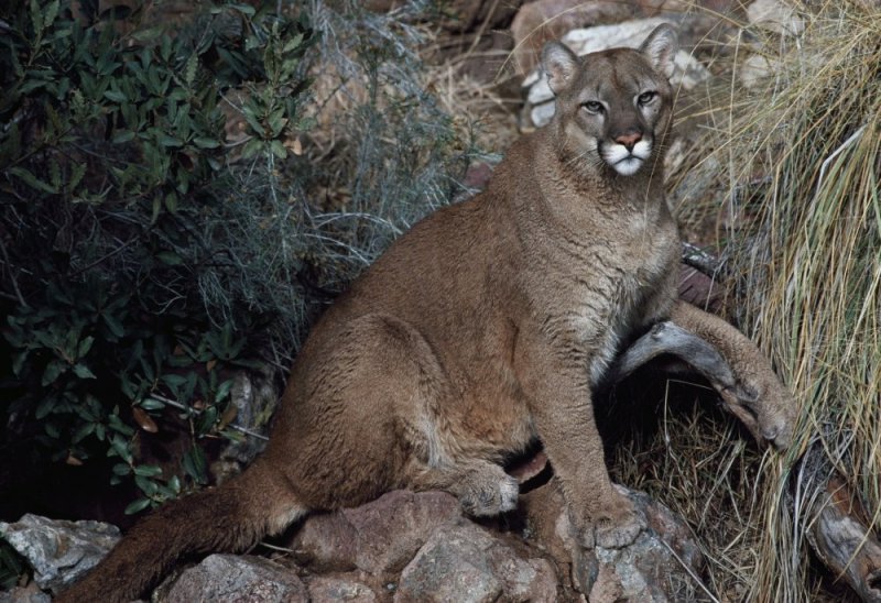 Colorado woman killed in rare mountain lion attack