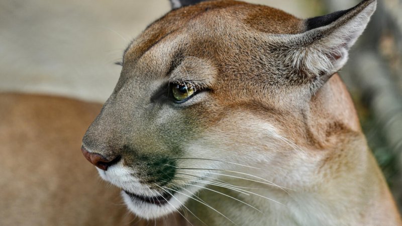 Colorado hiker killed in suspected mountain lion attack