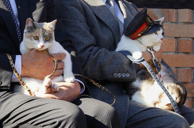 Japan names Yontama the 3rd cat stationmaster at Kishi Station