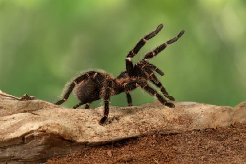 Spider venom drug enters trials for heart attacks