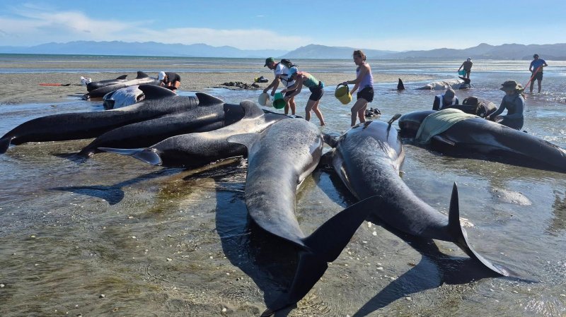 Six pilot whales die in New Zealand mass stranding