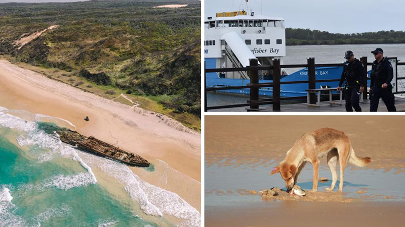 Canadian tourist found dead surrounded by dingoes on Australian beach