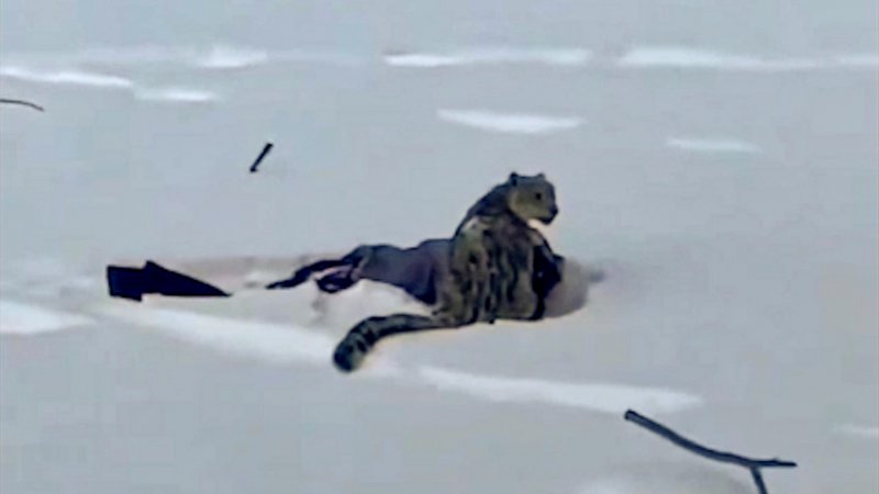  Watch:  Skier mauled by snow leopard in China