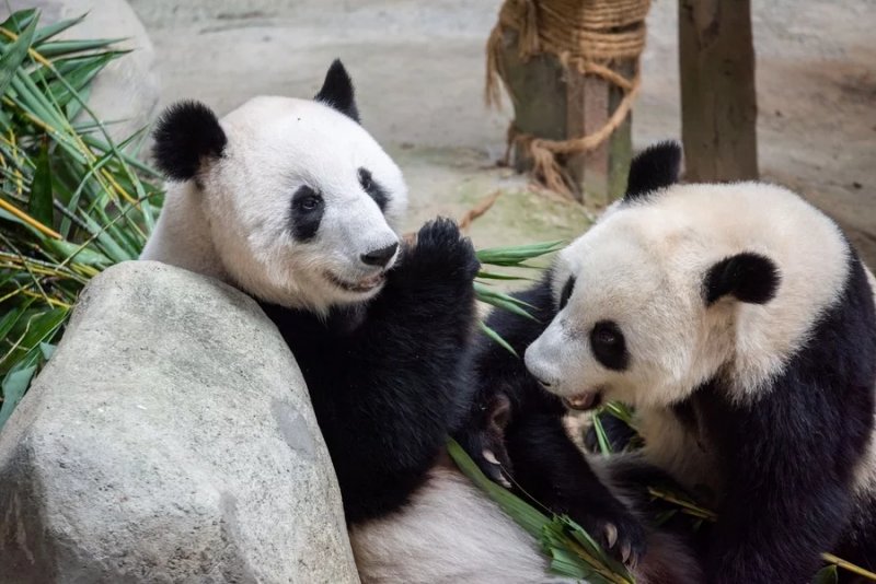 New giant panda pair makes public debut in Malaysia