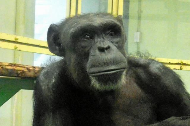 Famous chimpanzee Ai dies at 49 