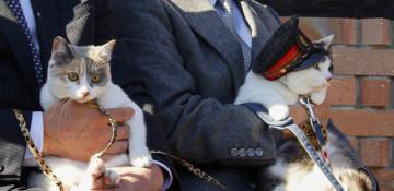 Japan names Yontama the 3rd cat stationmaster at Kishi Station 
