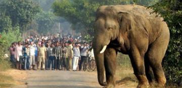 Wild elephant attacks kill at least 6 in India