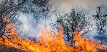 Wildfires reported in open areas of Jabrayil and Fuzuli 