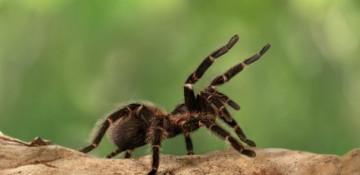 Spider venom drug enters trials for heart attacks