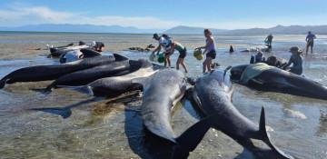 Six pilot whales die in New Zealand mass stranding
