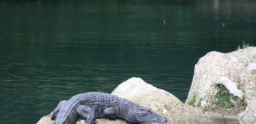 Man killed in crocodile attack in Philippines