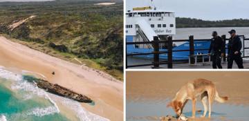 Canadian tourist found dead surrounded by dingoes on Australian beach