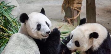 New giant panda pair makes public debut in Malaysia