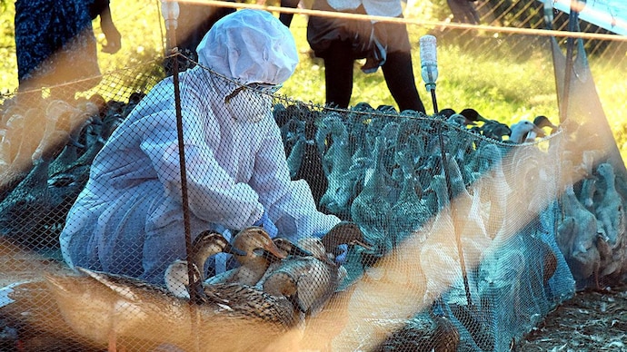 India steps up bird flu response as cases spread in Kerala