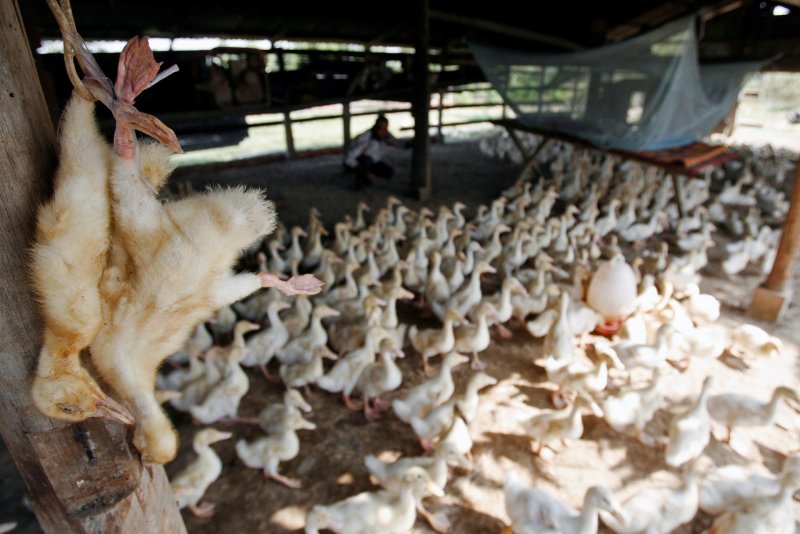 Cambodia records 1st human case of bird flu in 2026 