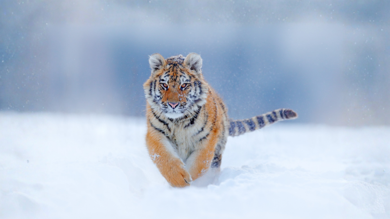 Siberian tiger fatally attacks hunter in Russia