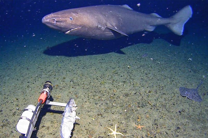  Watch: Shark caught on camera for first time in Antarctica’s icy deep waters